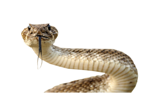 Snake Png Images Transparent PNG Image