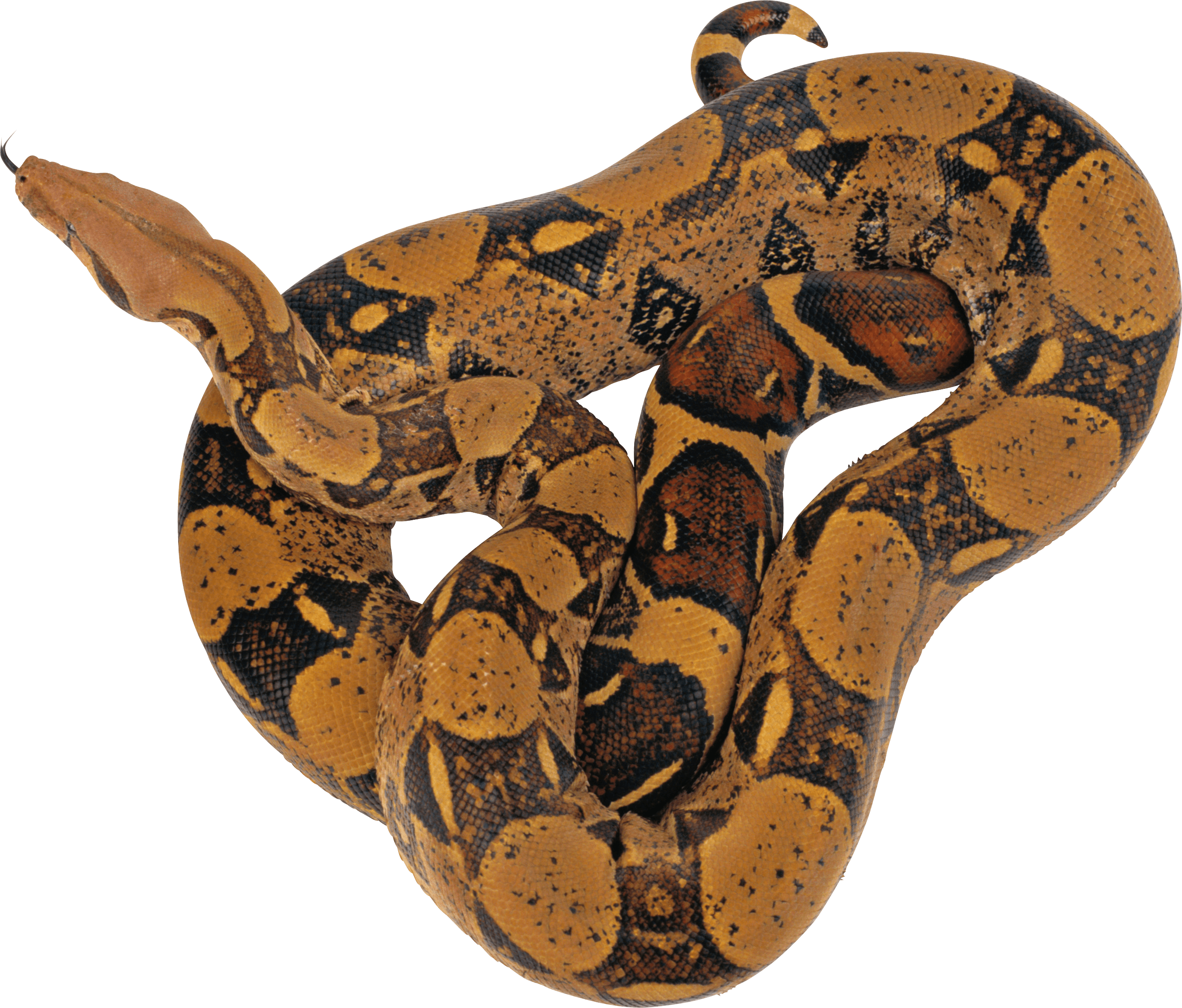 Snake Png Image Picture Download  Transparent PNG Image