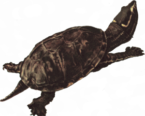 Snapping Turtle Png Picture Transparent PNG Image