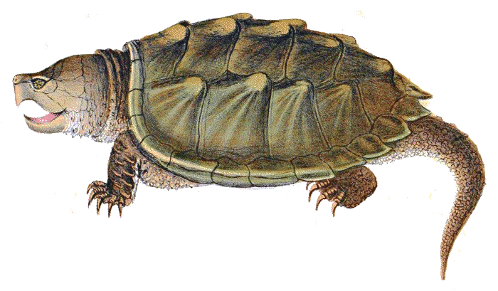 Snapping Turtle Png Image Transparent PNG Image