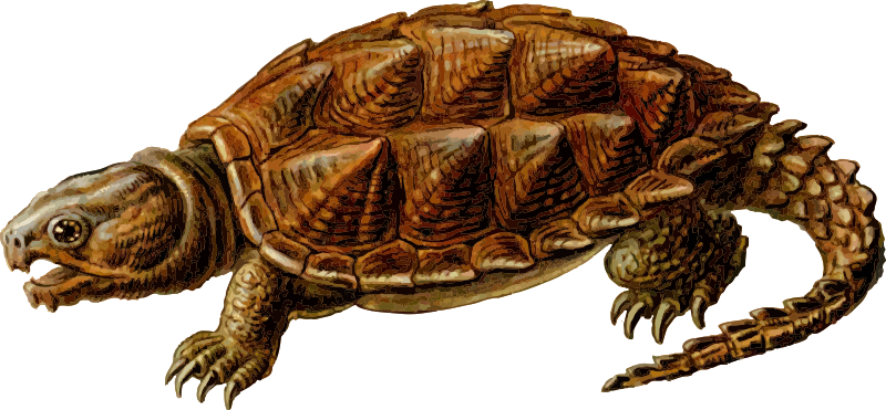 Snapping Turtle Free Download Png Transparent PNG Image