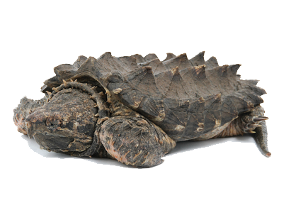 Snapping Turtle Transparent Transparent PNG Image