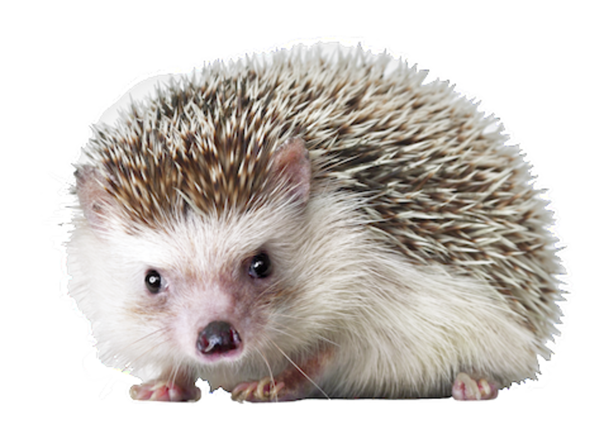 Porcupine Urchin Snout Sea Domesticated Hedgehog Transparent PNG Image