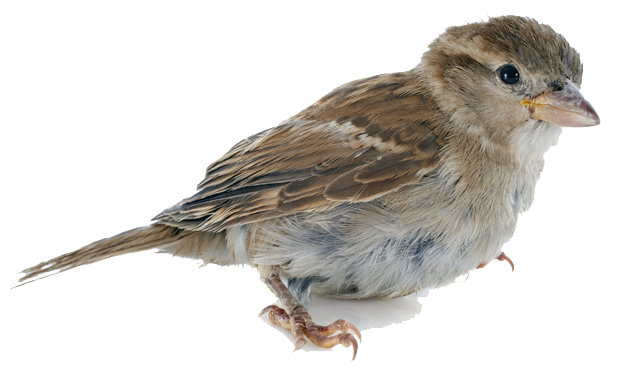 Sparrow Picture Transparent PNG Image