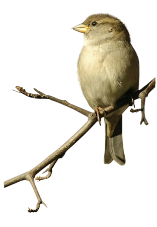 Sparrow Png Image Transparent PNG Image