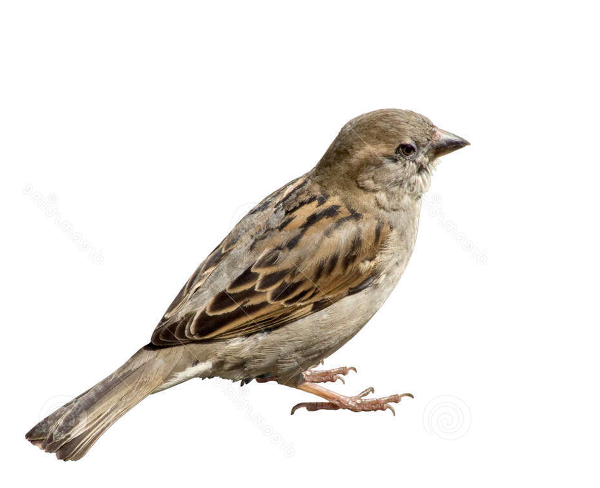 Sparrow Png Transparent PNG Image