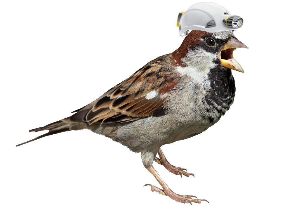 Sparrow Png Picture Transparent PNG Image