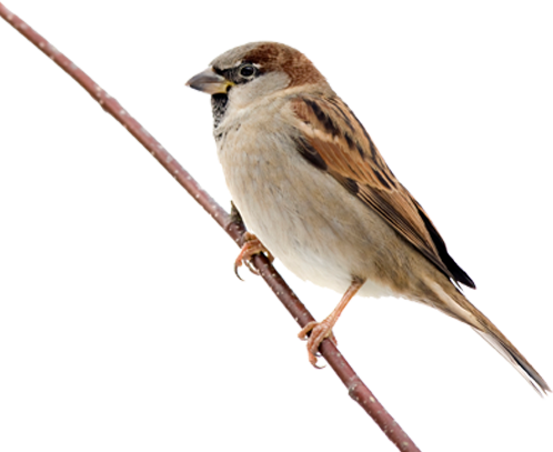 Sparrow Free Download Png Transparent PNG Image