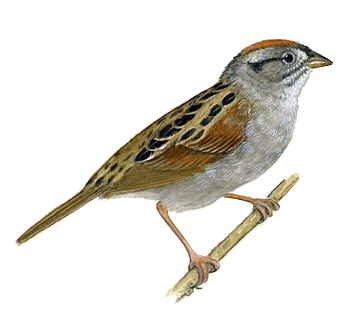 Sparrow Png Clipart Transparent PNG Image