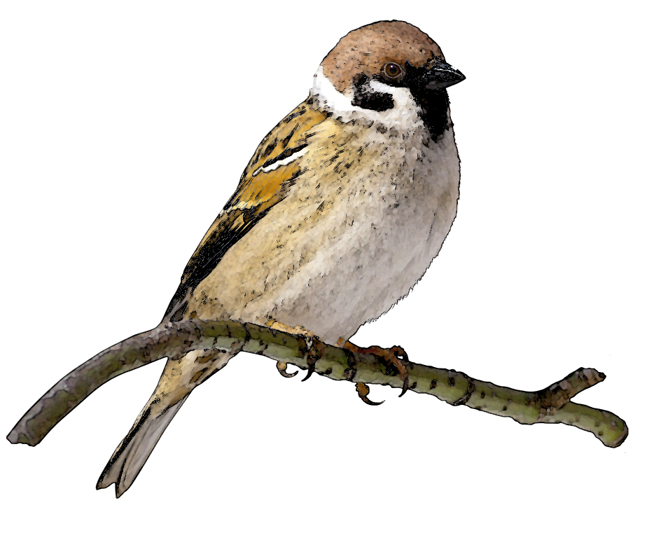 Sparrow Free Png Image Transparent PNG Image