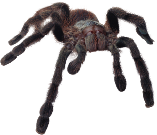 Spider Png File Transparent PNG Image