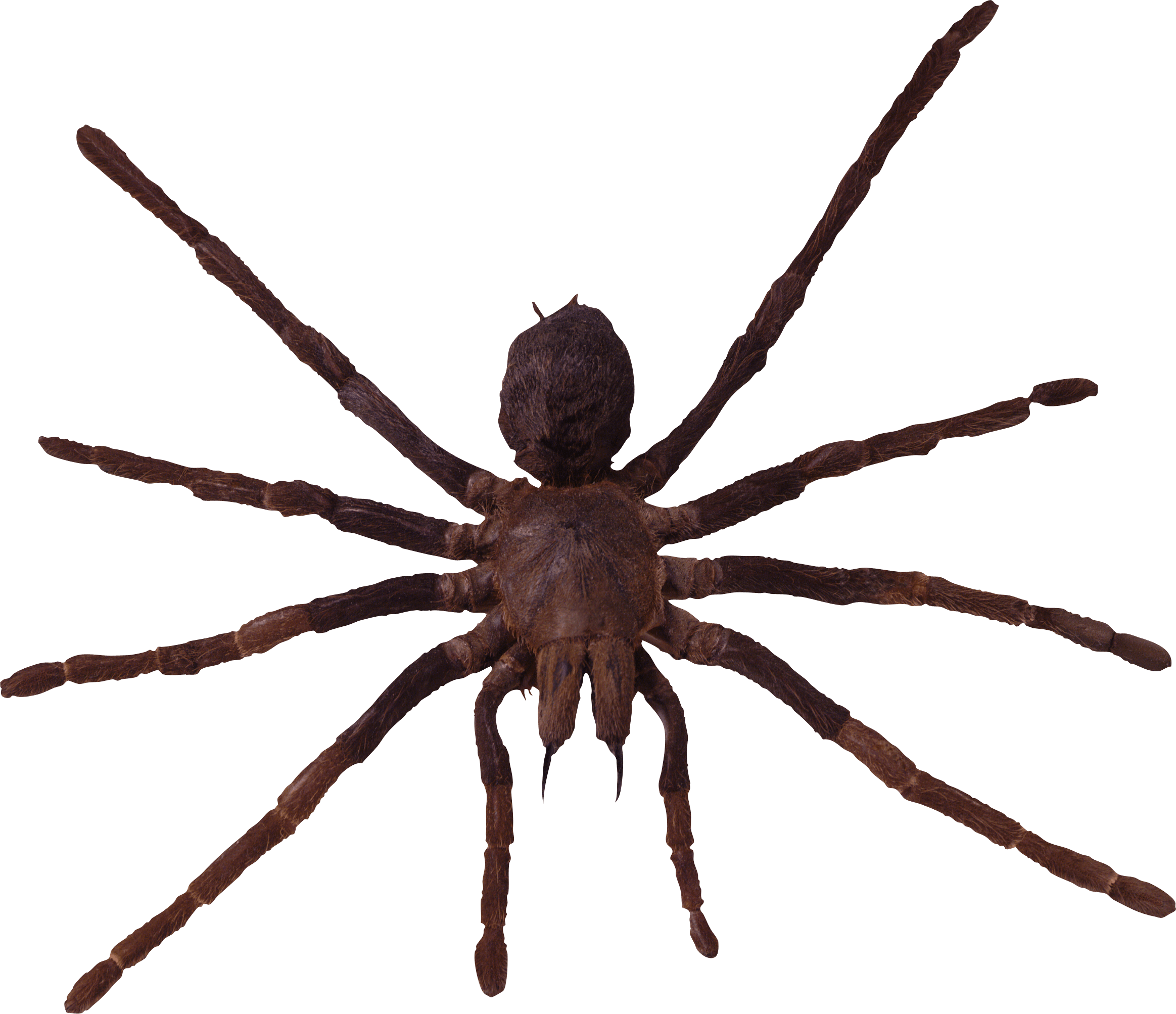 Spider Png Image Transparent PNG Image