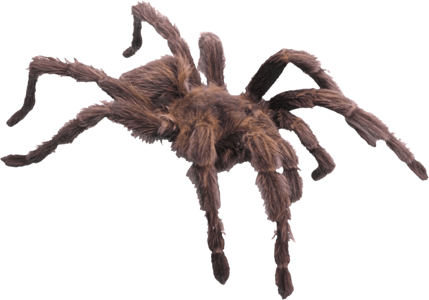 Spider Png Image Transparent PNG Image