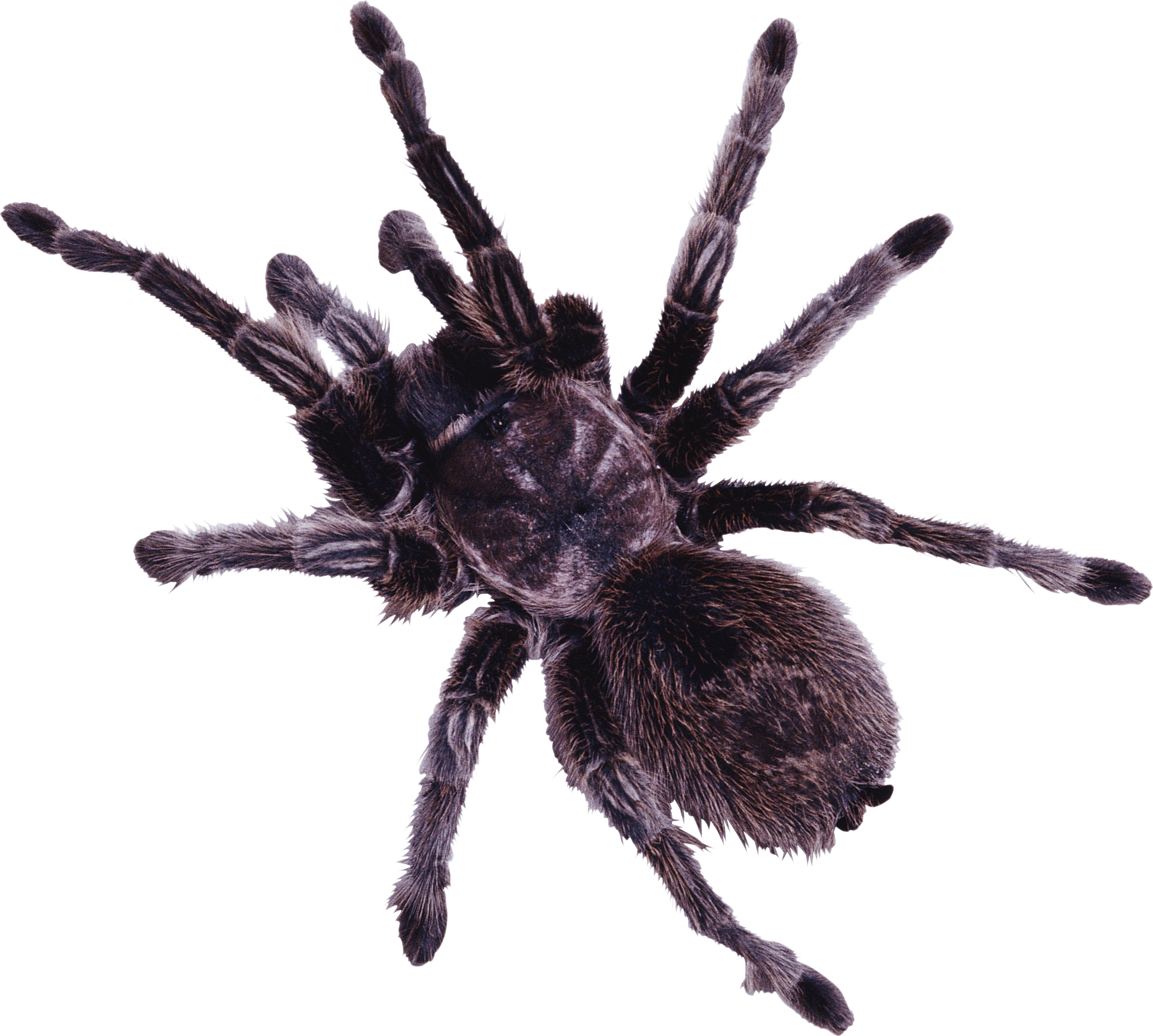 Spider Png Image Transparent PNG Image