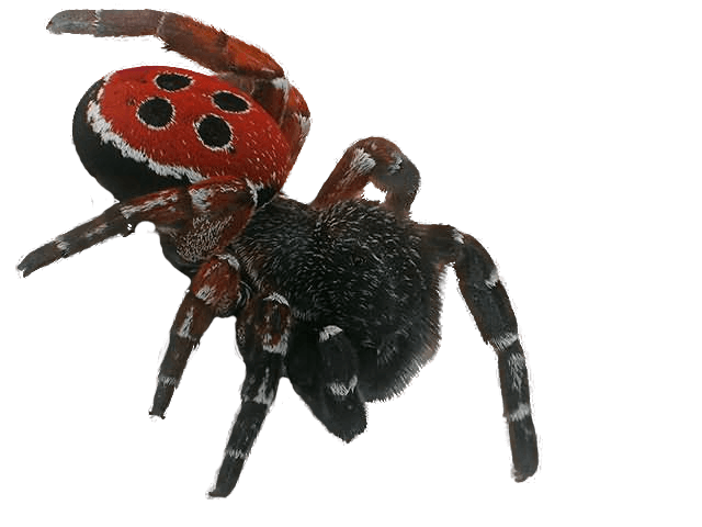 Spider Png Image Transparent PNG Image