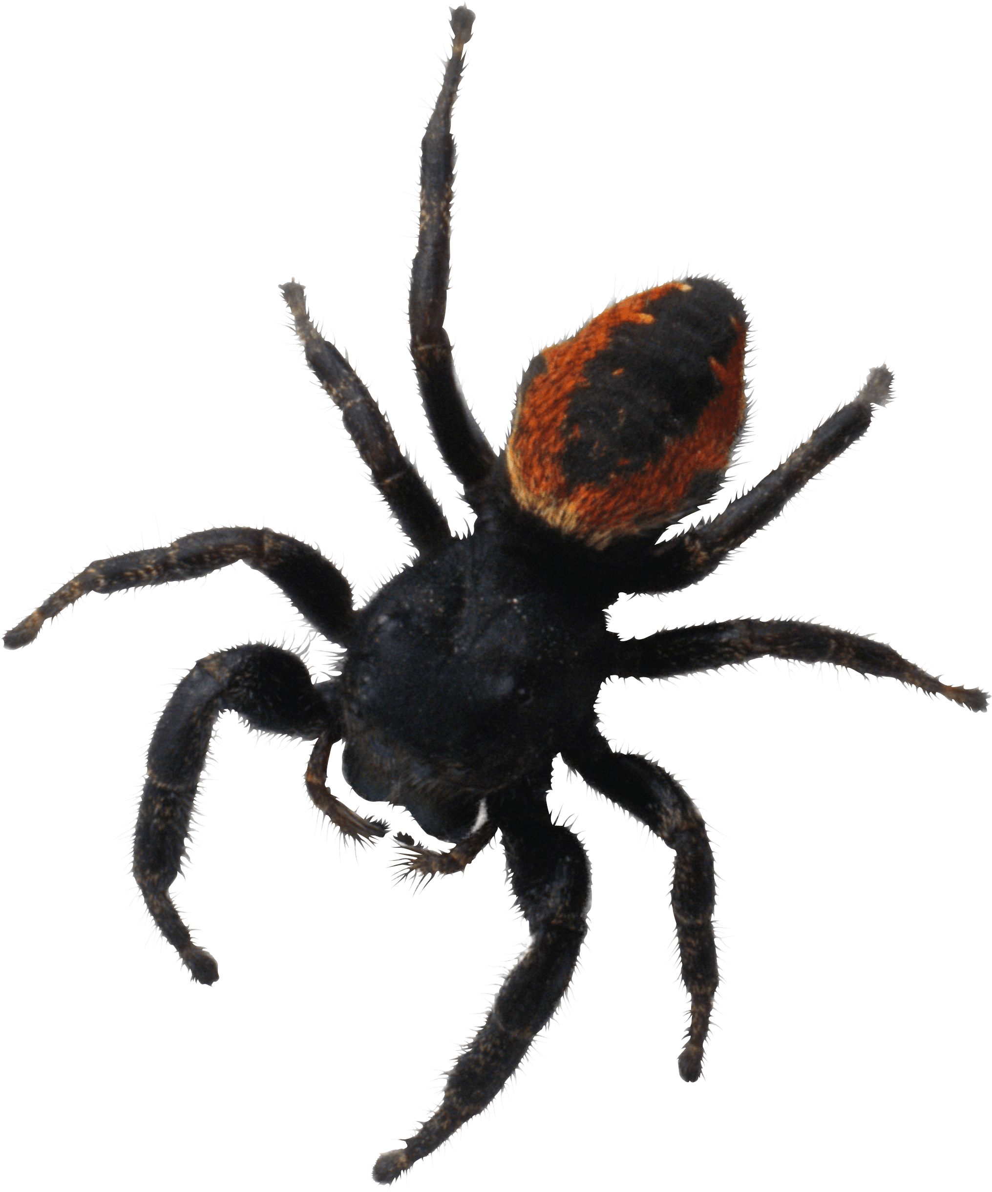 Spider Png Image Transparent PNG Image