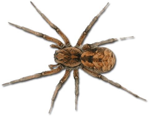 Spider Png Image Transparent PNG Image