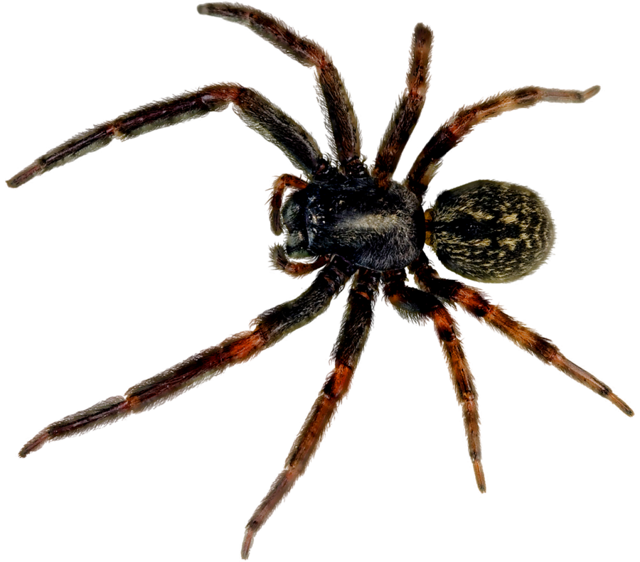 Spider Png Picture Transparent PNG Image