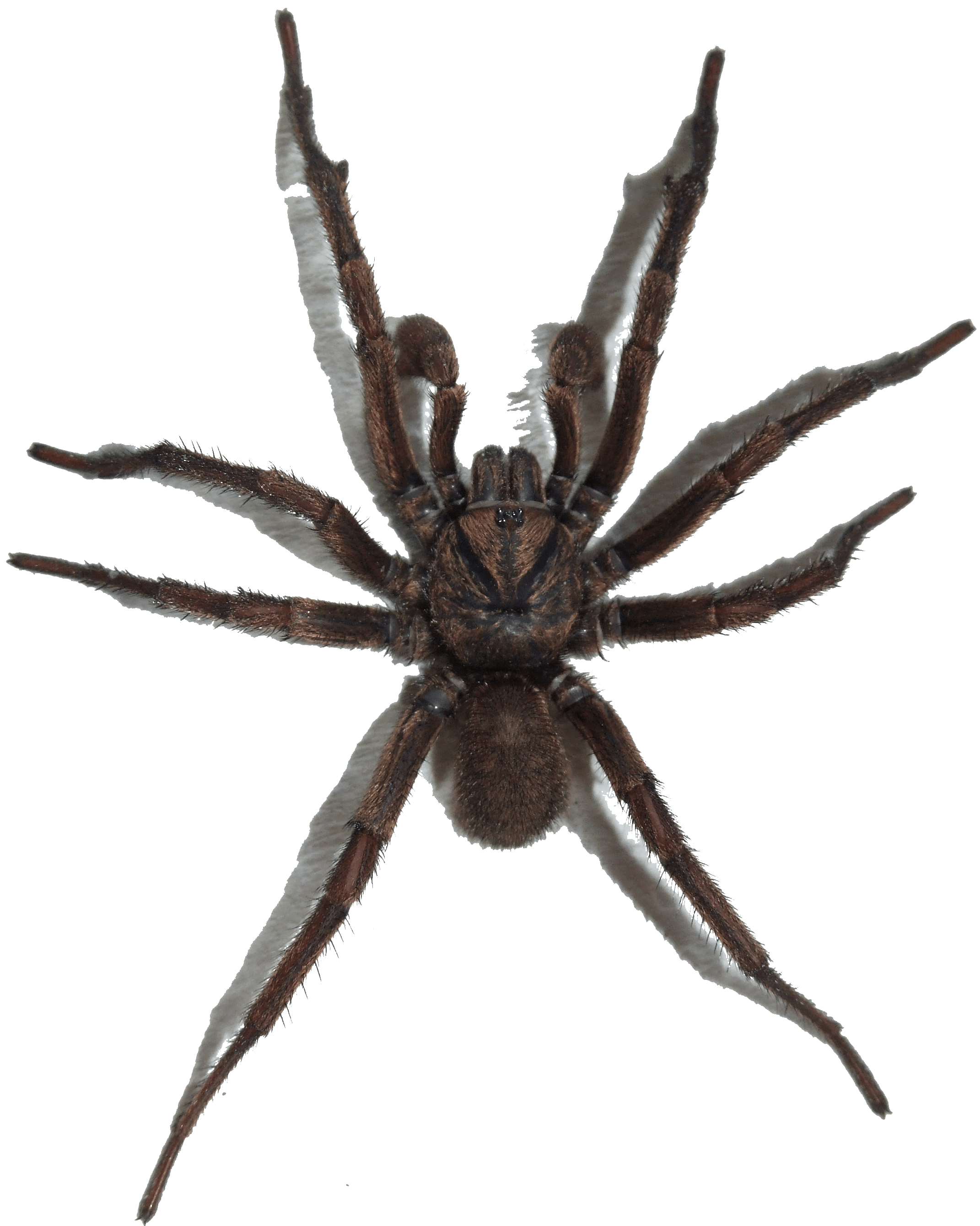 Spider Png Image Transparent PNG Image