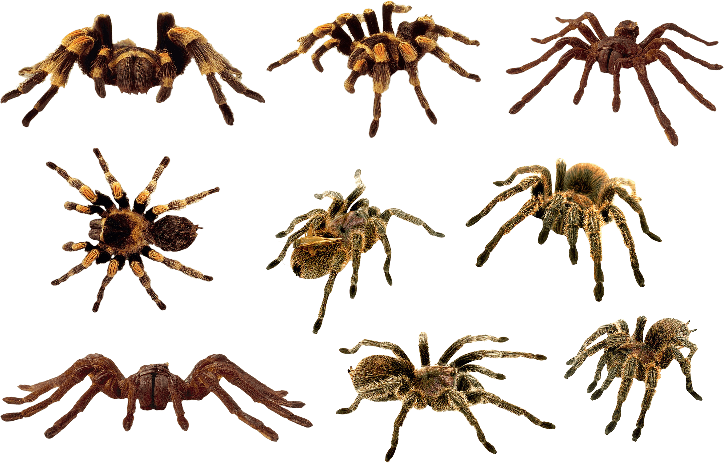 Spider Png Image Transparent PNG Image