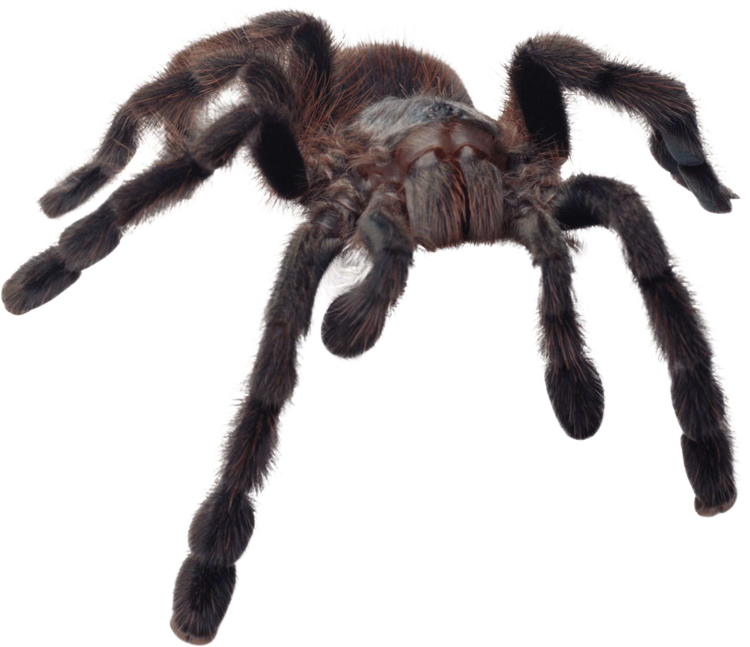 Spider Png Image Transparent PNG Image