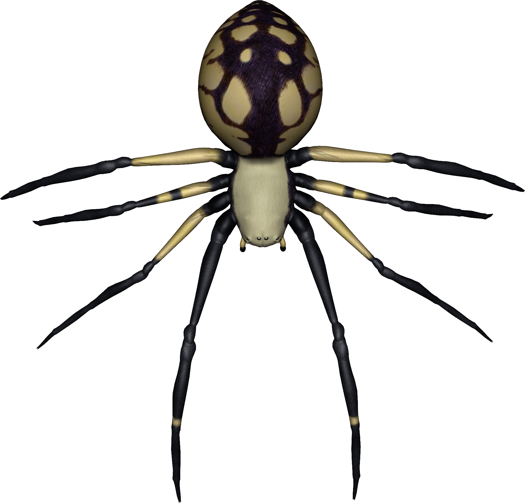 Spider Png Image Transparent PNG Image