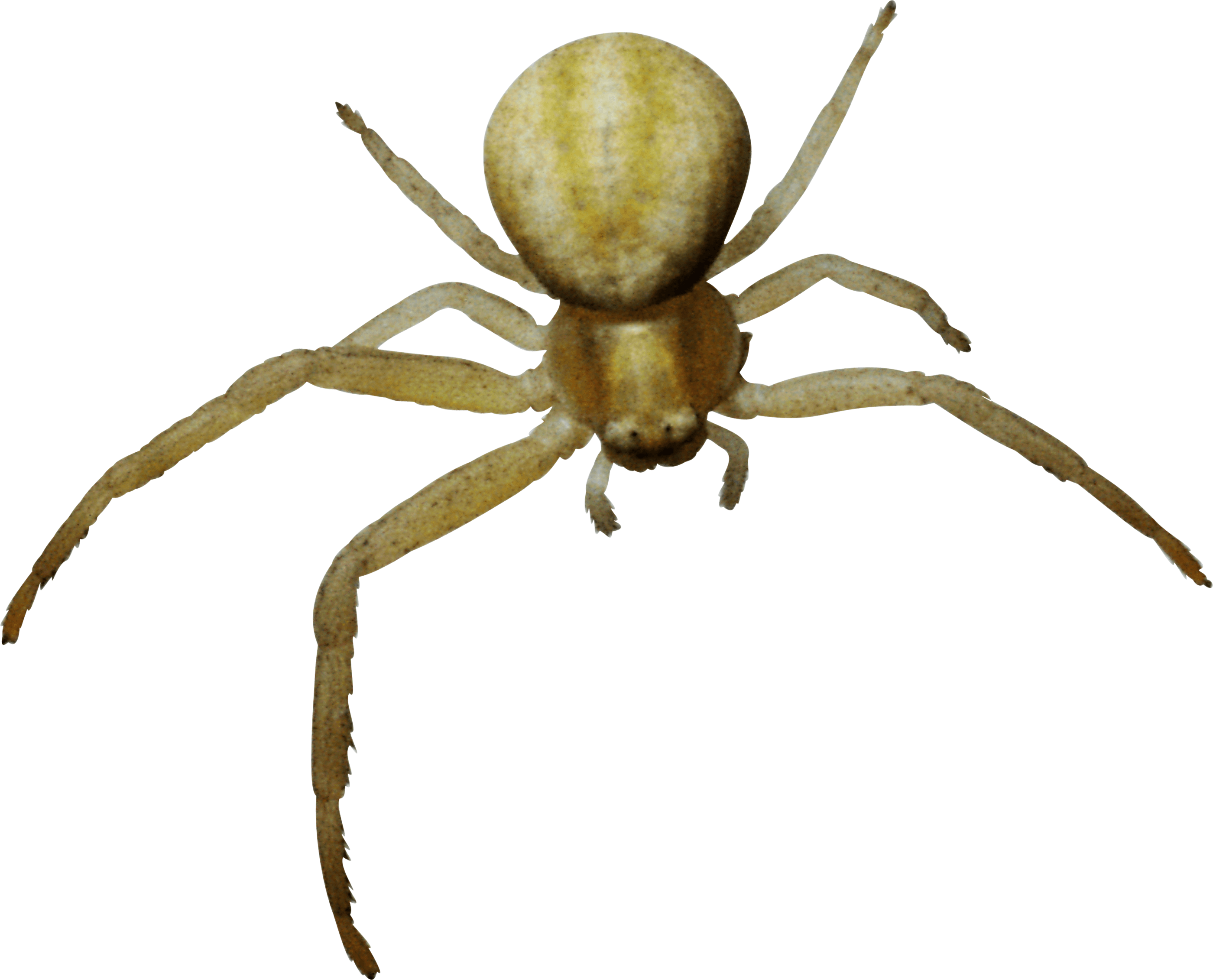 Spider Png Image Transparent PNG Image