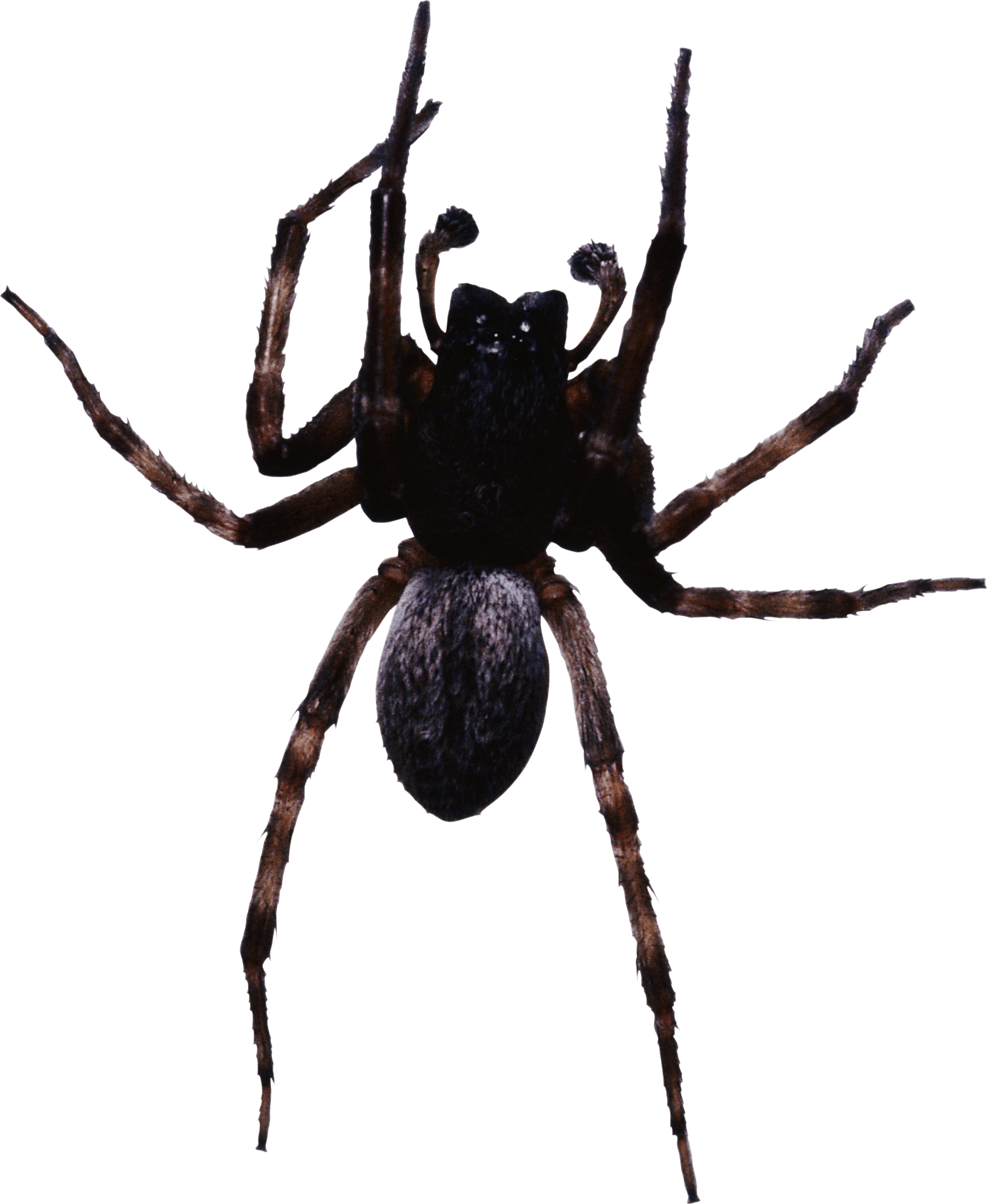 Spider Png Image Transparent PNG Image