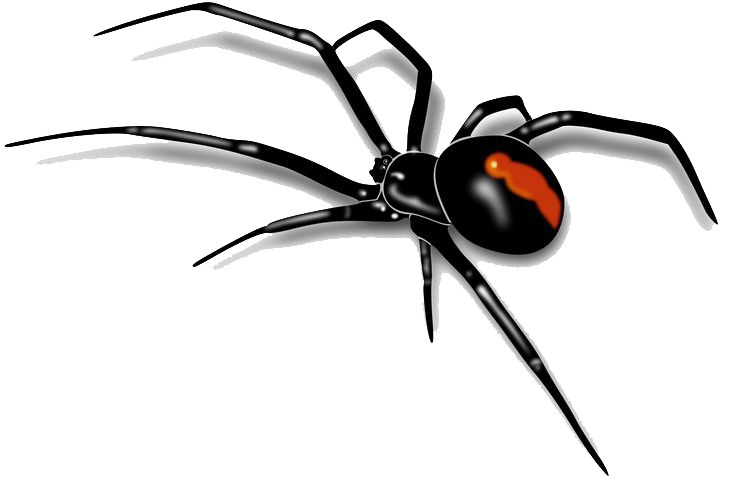 Spider Transparent PNG Image