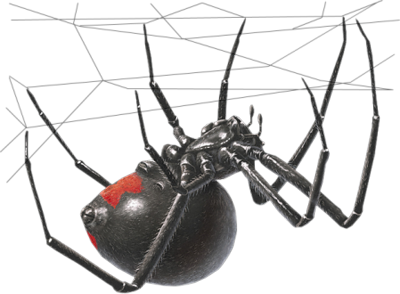 Black Widow Spider Transparent Image Transparent PNG Image