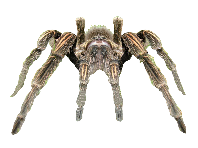 Spider Transparent Background Transparent PNG Image