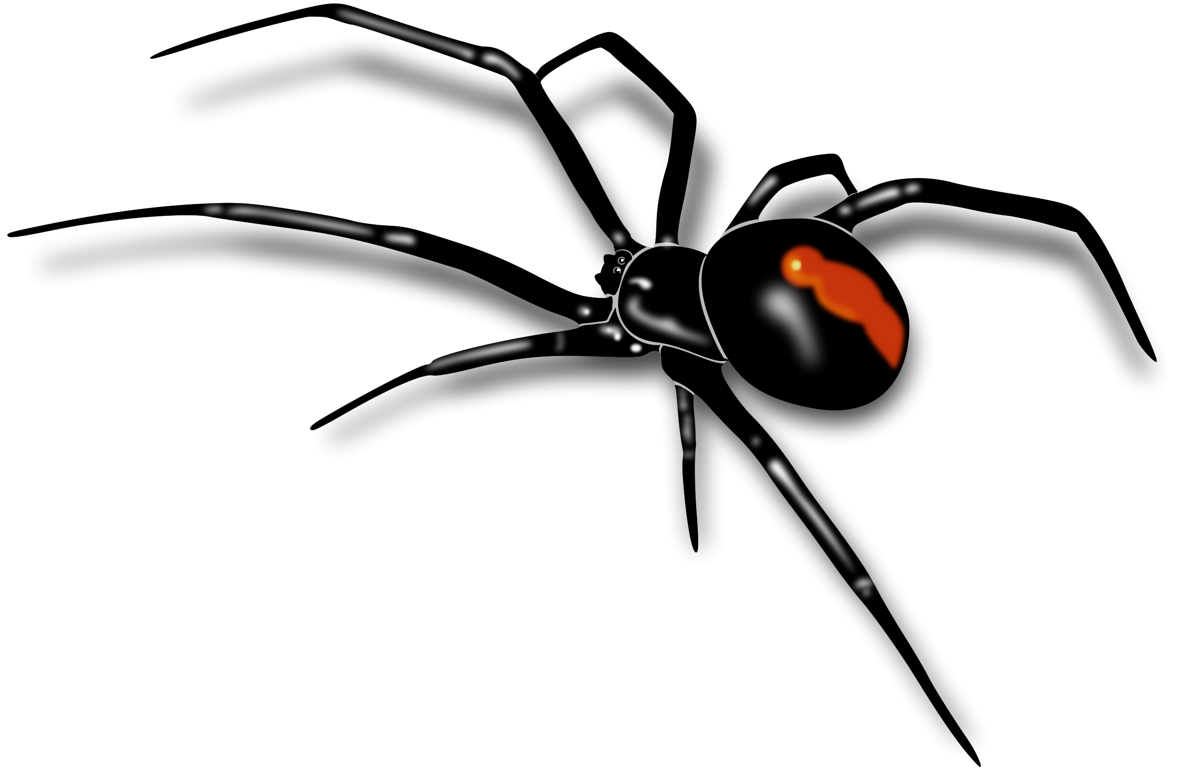 Black Widow Spider Transparent PNG Image