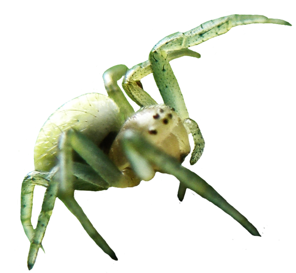 Spider Image Transparent PNG Image