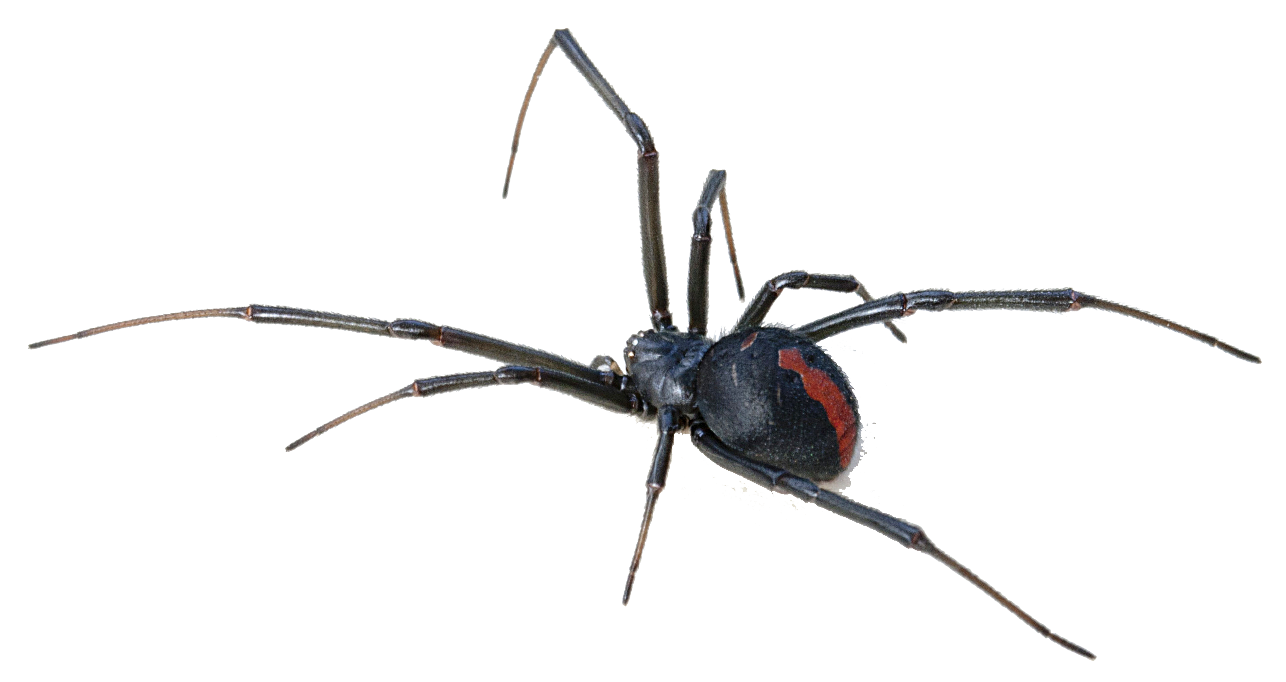 Black Widow Spider Transparent Background Transparent PNG Image