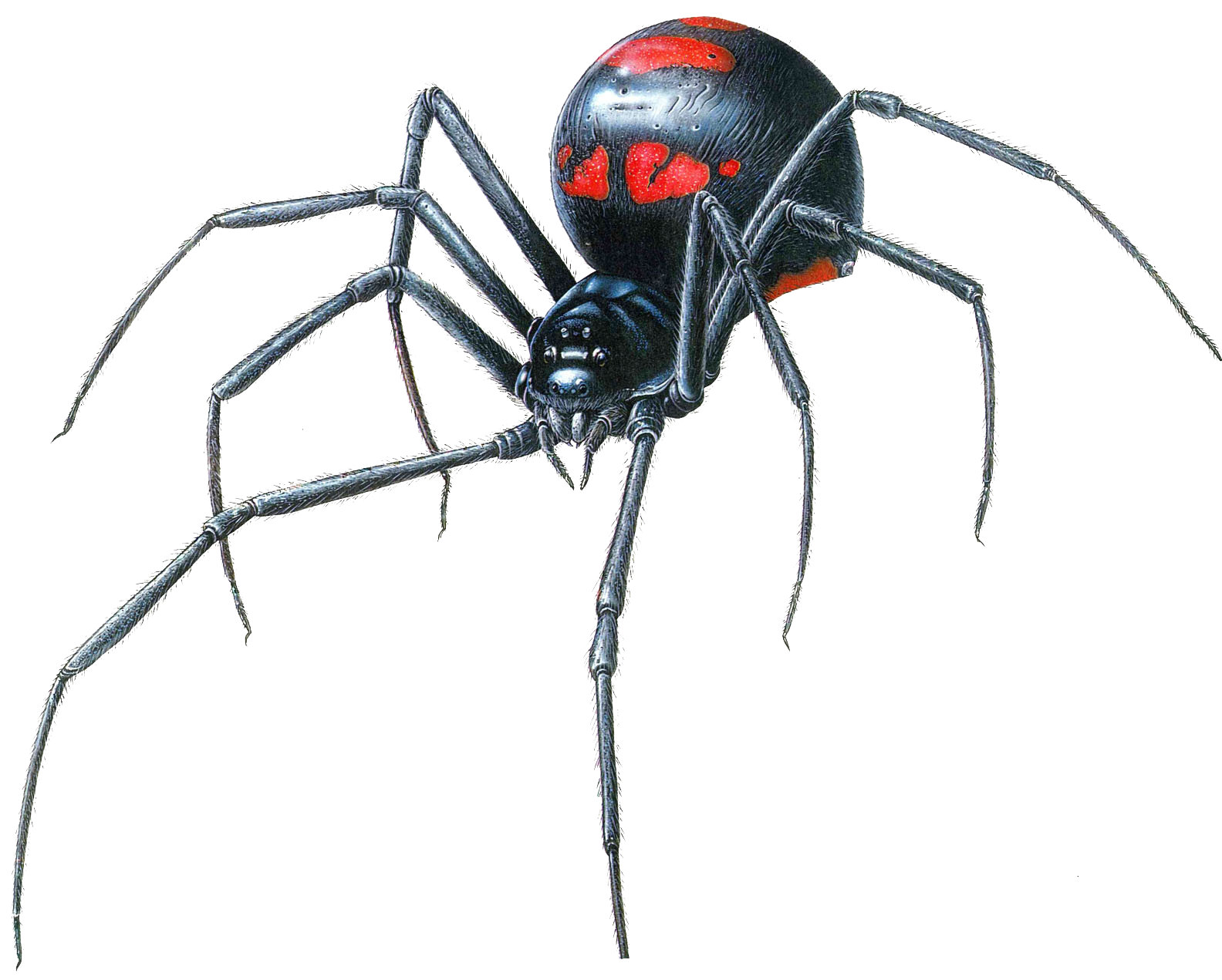 Black Widow Spider Transparent Transparent PNG Image