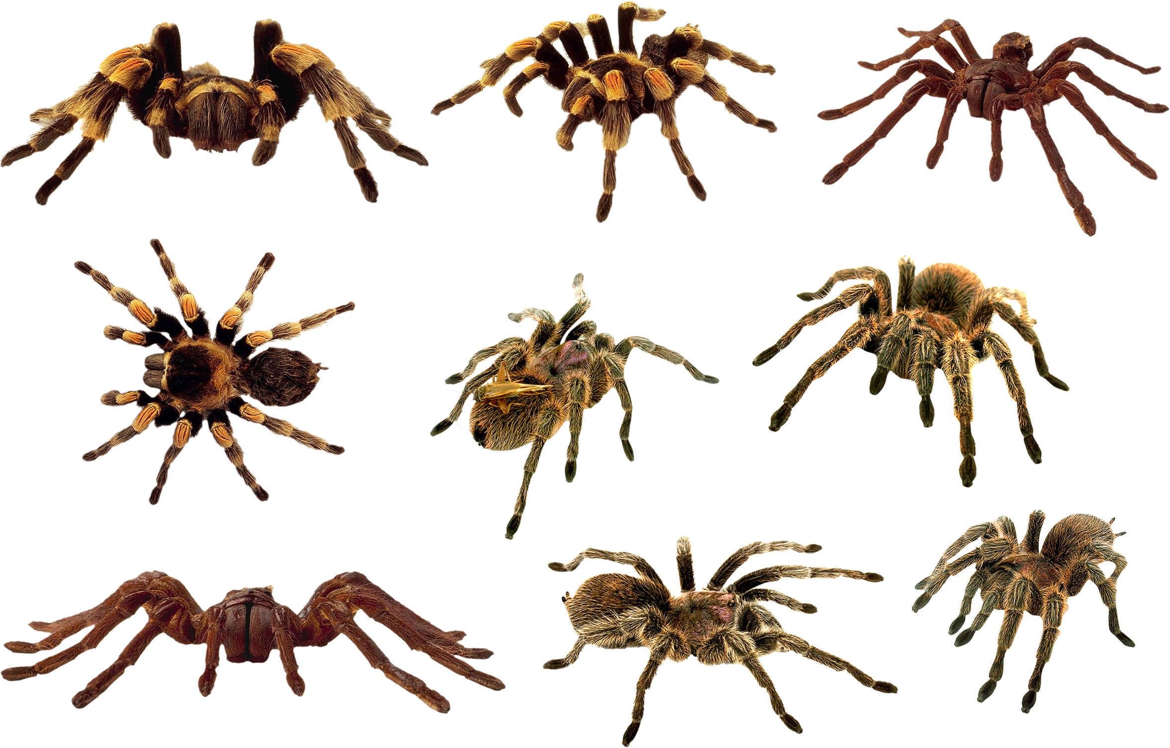 Spider Clipart Transparent PNG Image