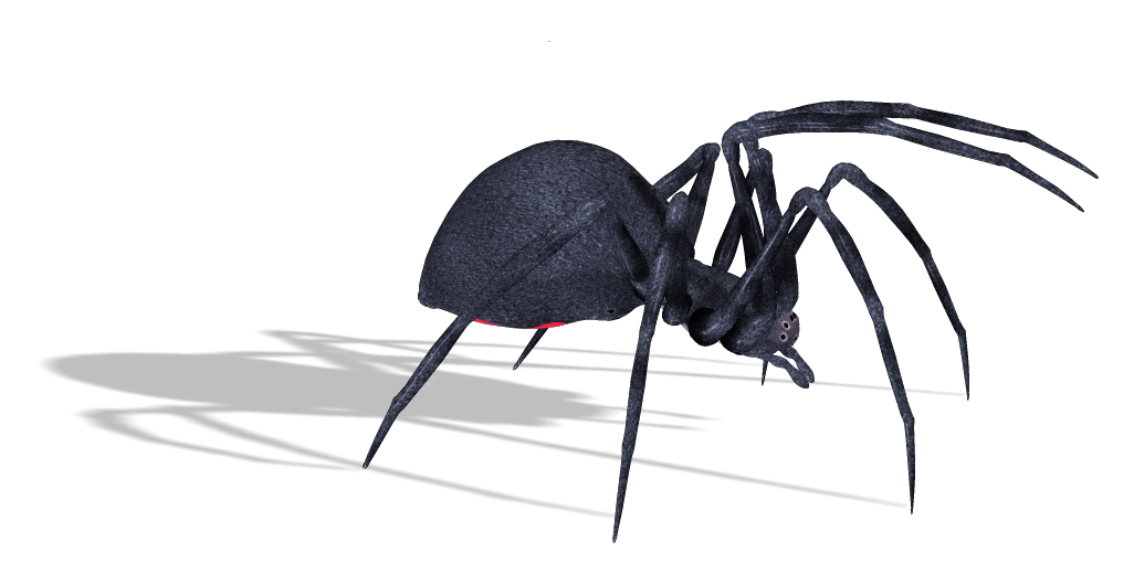 Spider Png Image Transparent PNG Image