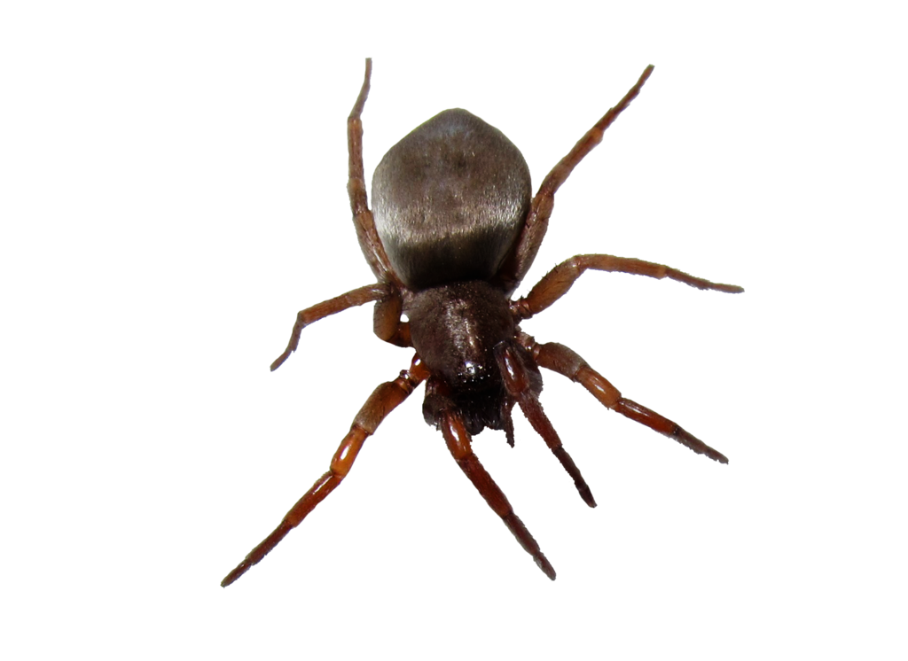 Spider With White Bottom Transparent PNG Image