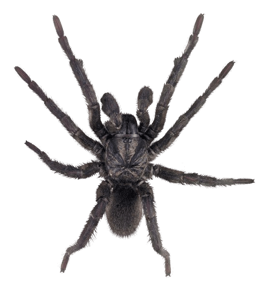 Spider Png Image Transparent PNG Image