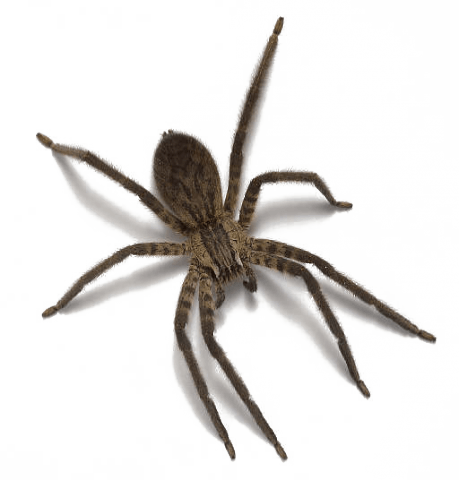 Spider Png Image Transparent PNG Image