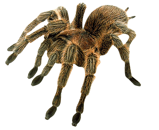 Spider Png Image Transparent PNG Image