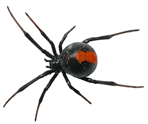 Spider Png Image Transparent PNG Image