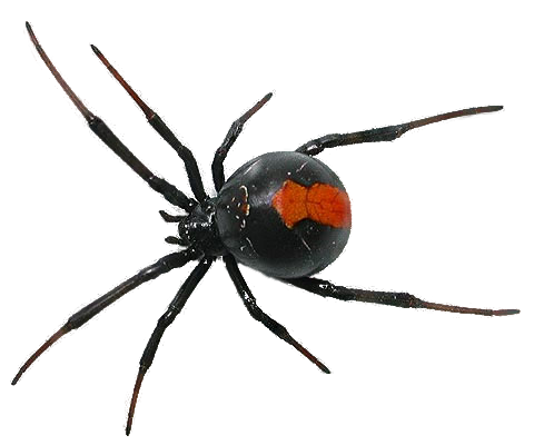 Spider Free Download Png Transparent PNG Image