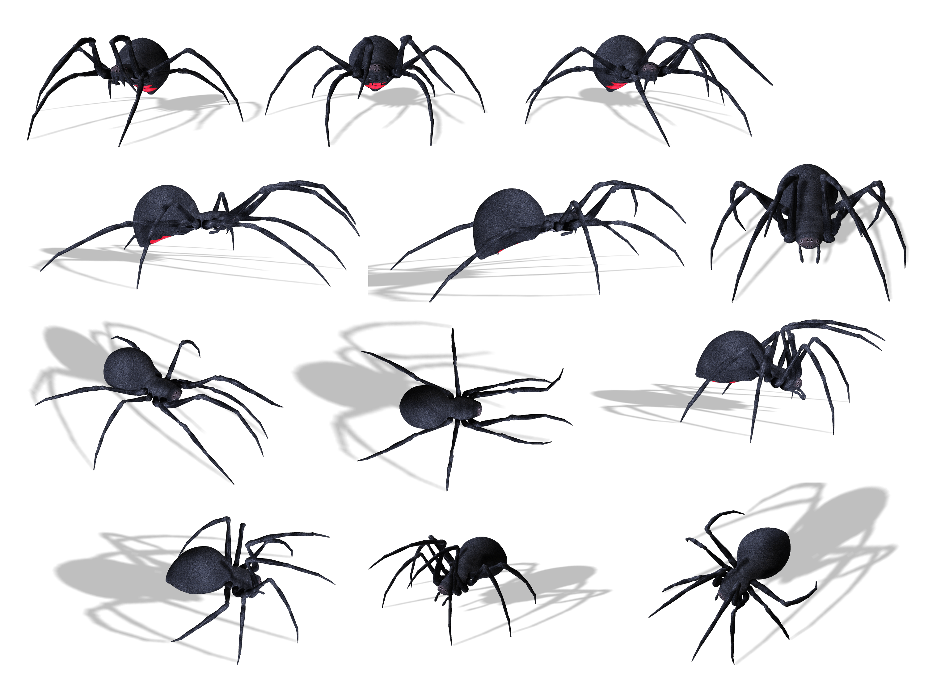 Spider Png Image Transparent PNG Image