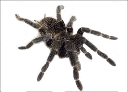 Spider Png Image Transparent PNG Image