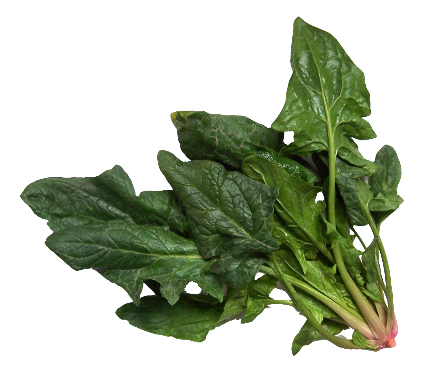 Photos Green Spinach PNG Image High Quality Transparent PNG Image