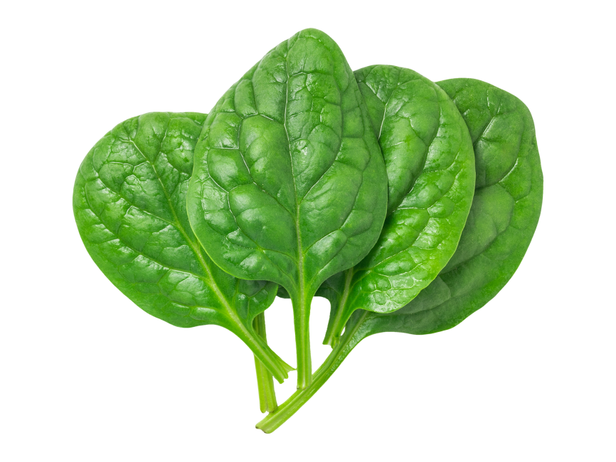 Green Spinach PNG File HD Transparent PNG Image