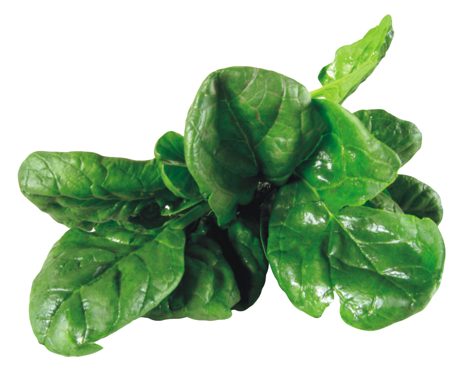 Leaves Green Spinach PNG Free Photo Transparent PNG Image