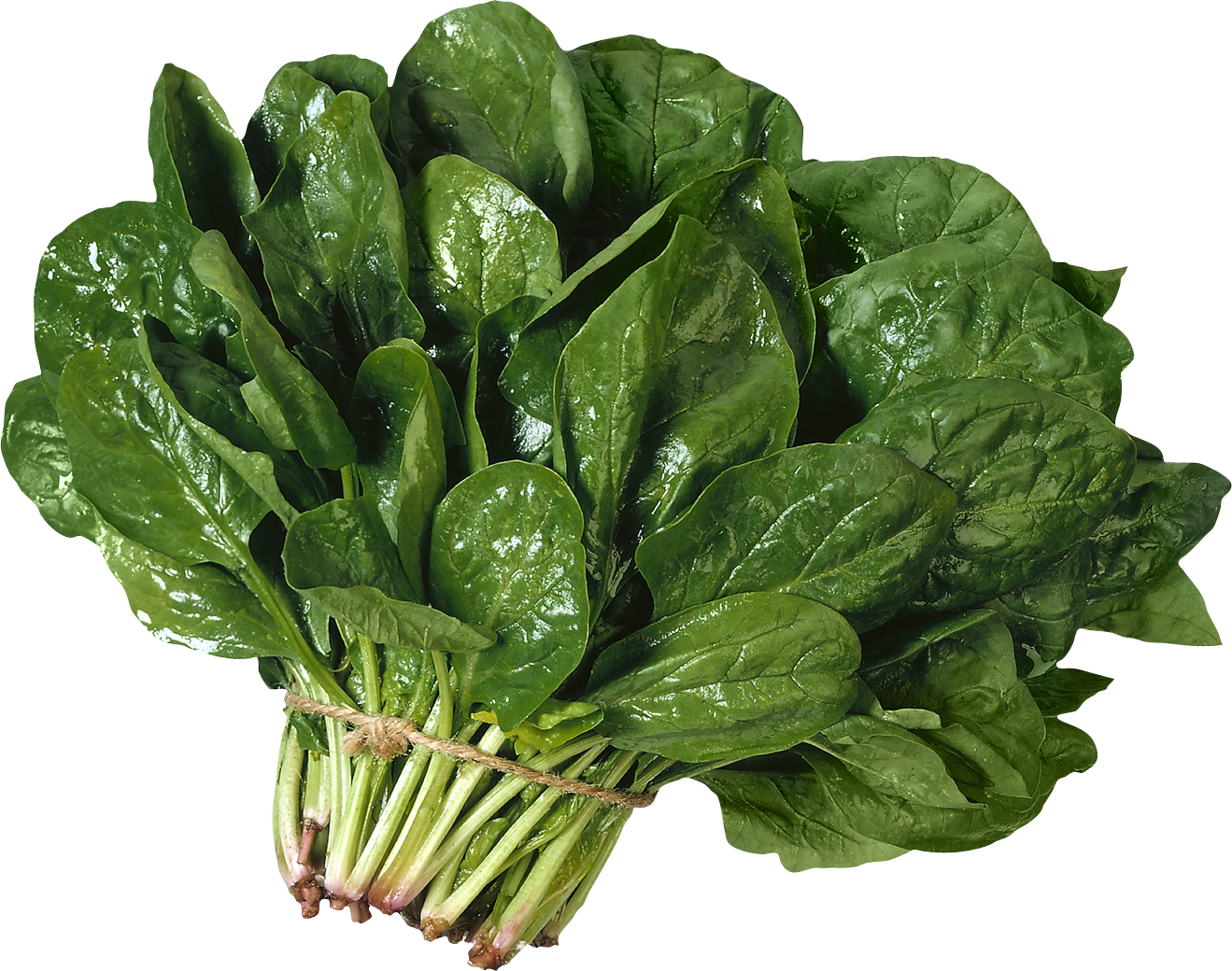 Fresh Chinese Spinach Free Download PNG HQ Transparent PNG Image