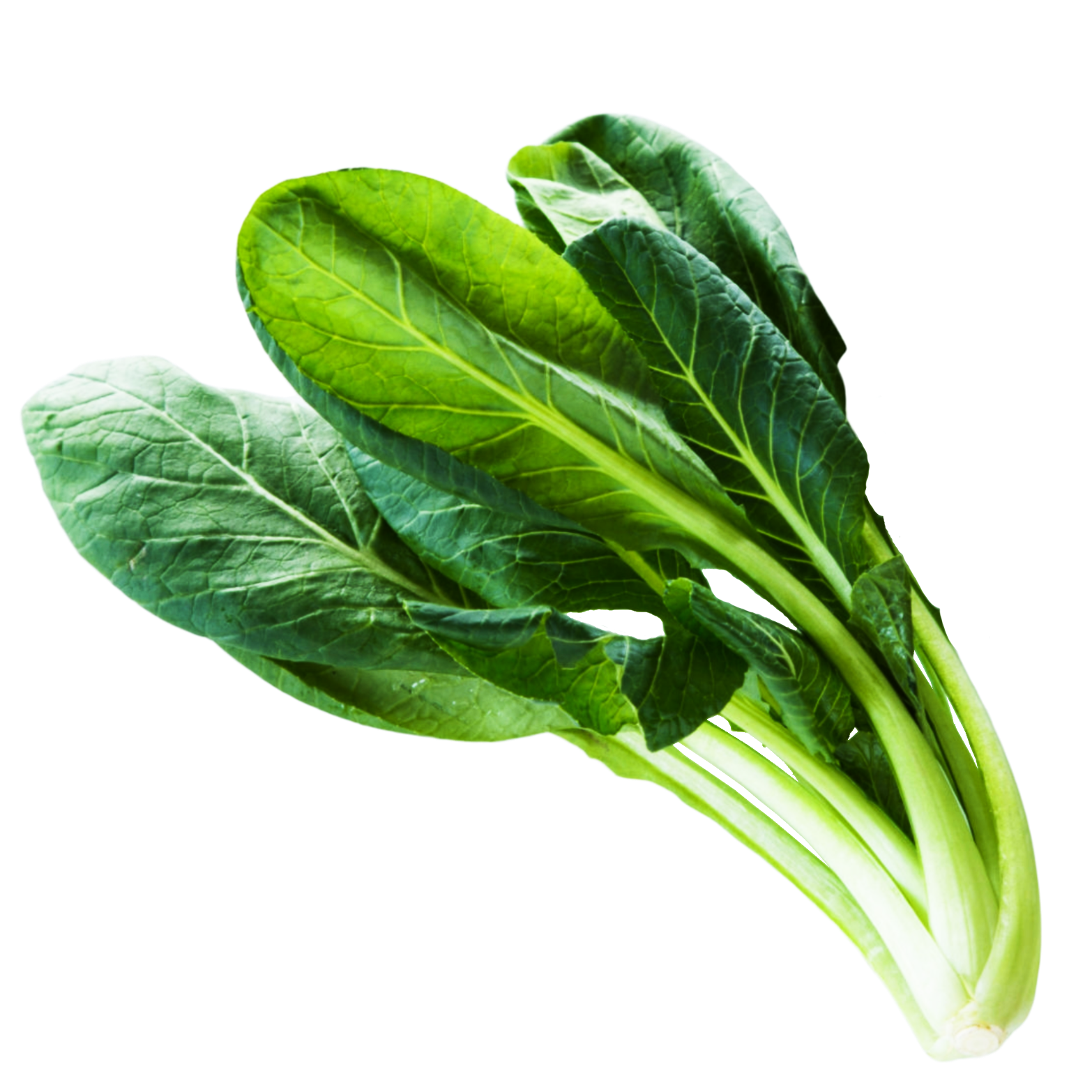 Fresh Chinese Spinach Free Download Image Transparent PNG Image